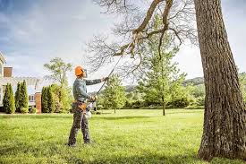 Tree and Shrub Care in Sistersville, WV