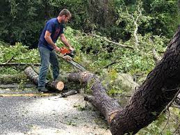 Reliable Sistersville, WV Tree Services Solutions