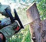 Best Utility Line Clearance  in Sistersville, WV