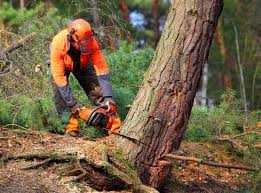 Best Lawn Pest Prevention  in Sistersville, WV