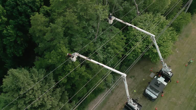 Best Tree and Shrub Care  in Sistersville, WV