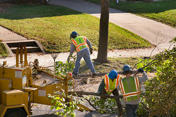 Best Aeration Services  in Sistersville, WV