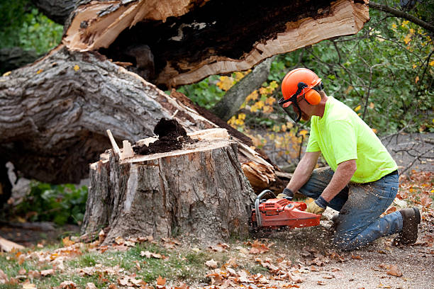 Best Leaf Removal  in Sistersville, WV