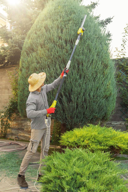 Best Fruit Tree Pruning  in Sistersville, WV